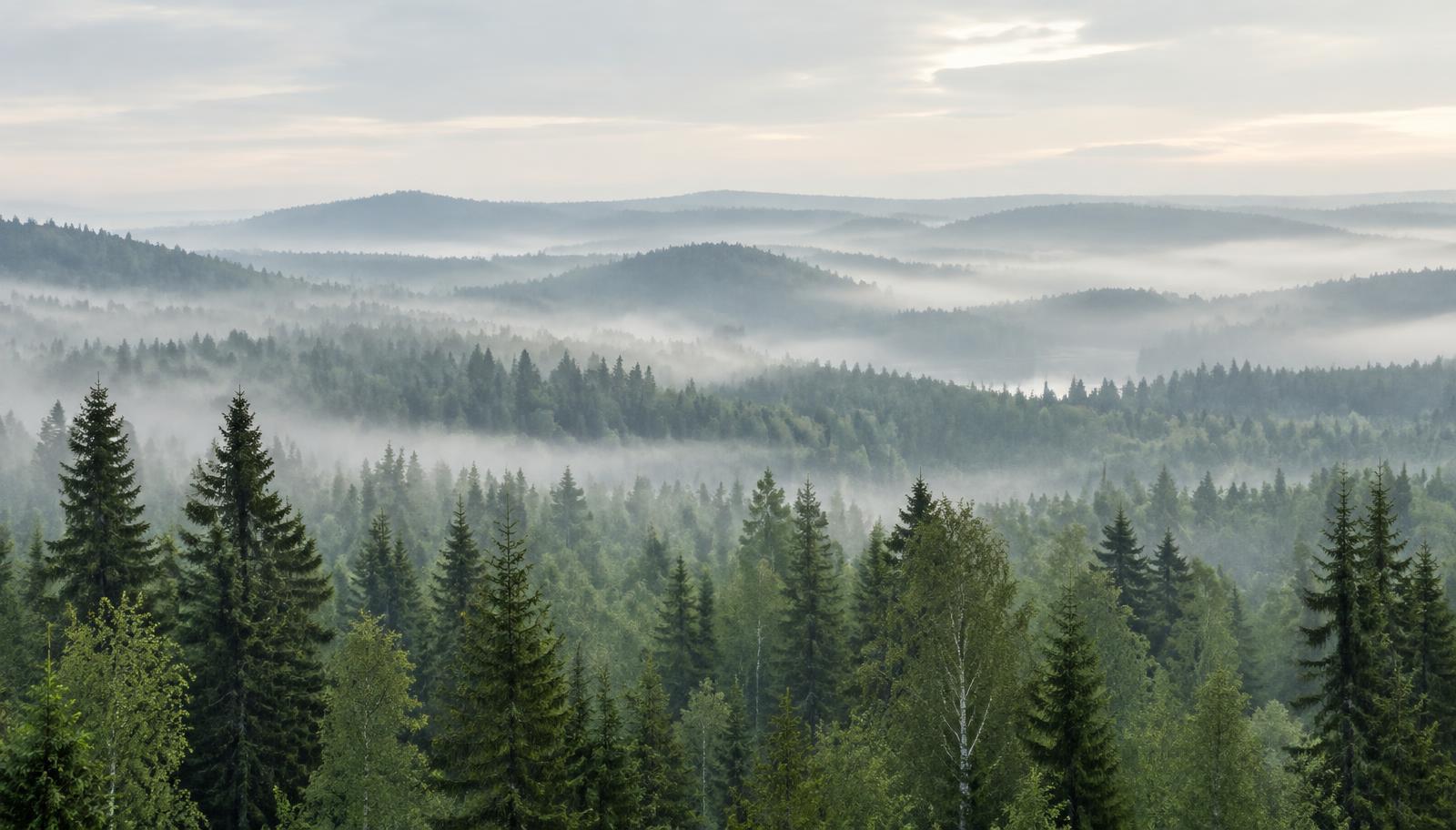 Pine forest and rocky shoreline in the archipelago